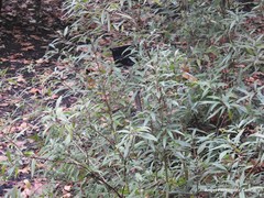 Helwingia chinensis