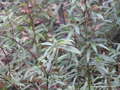 Helwingia chinensis