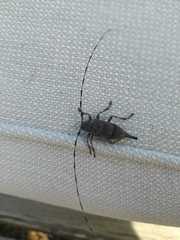 Acanthocinus aedilis