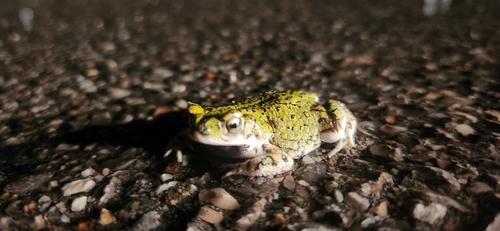 Chihuahuan Green Toad