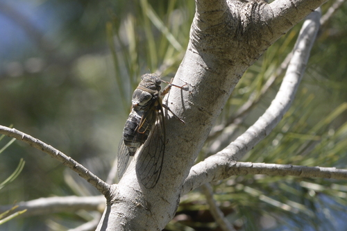 Common Cicada