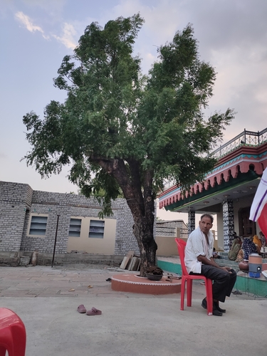 Neem