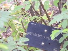 Indigofera amblyantha