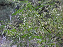 Indigofera amblyantha