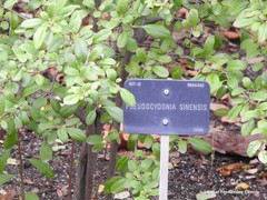 Pseudocydonia sinensis