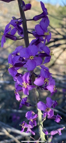 Long Valley Tumblemustard (Thelypodiopsis ambigua)