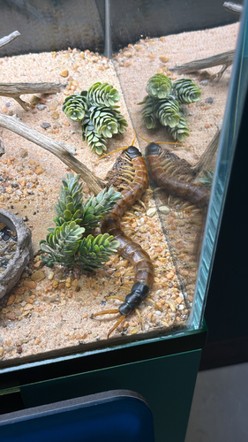 Giant Desert Centipede