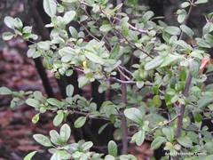 Pseudocydonia sinensis