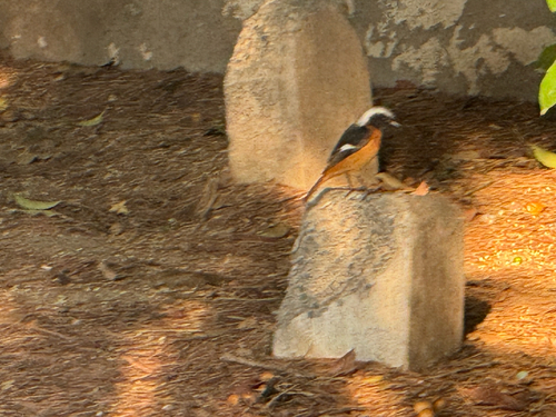 Daurian Redstart