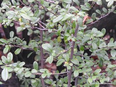 Pseudocydonia sinensis