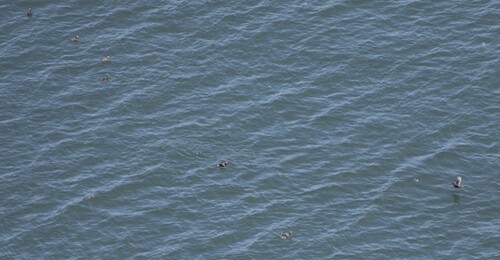 Spectacled Guillemot (Cepphus carbo), photo 8