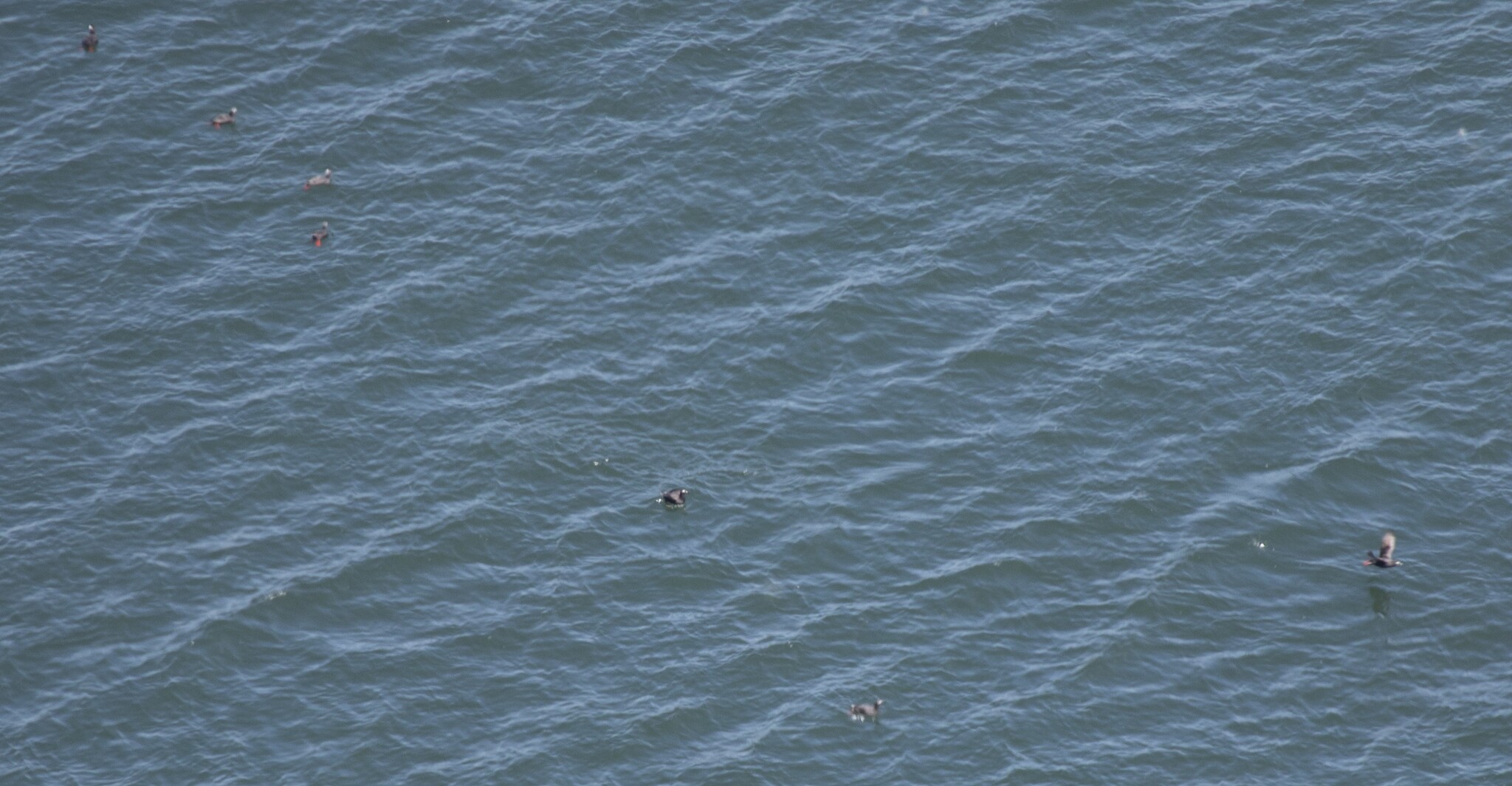Spectacled Guillemot (Cepphus carbo), photo 8