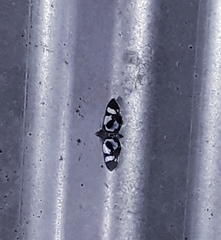 Desmia bajulalis