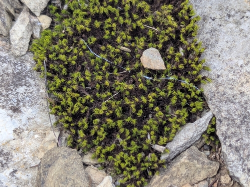Bearded Screwmoss