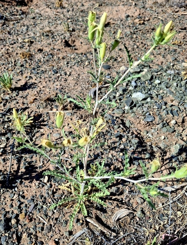 Adonis Blazingstar