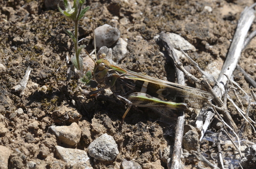 Handsome Cross Grasshopper