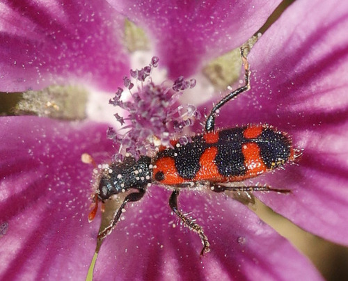 Trichodes leucopsideus