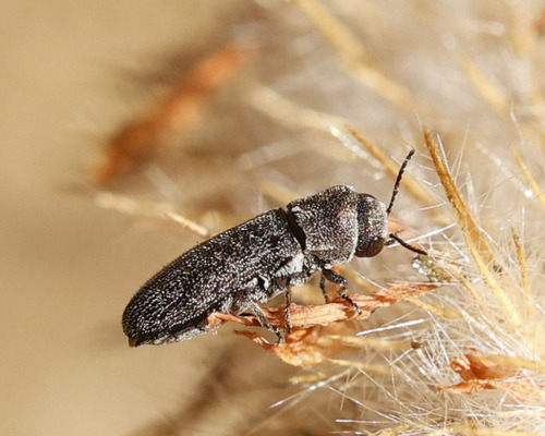 Acmaeoderella adspersula