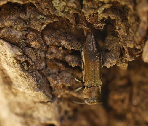 Agrilus hastulifer