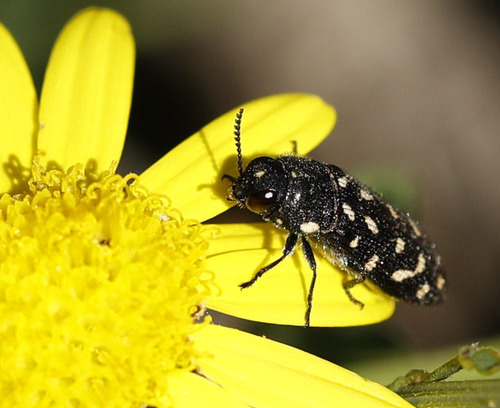 Acmaeodera octodecimguttata