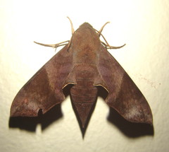 Temnora marginata
