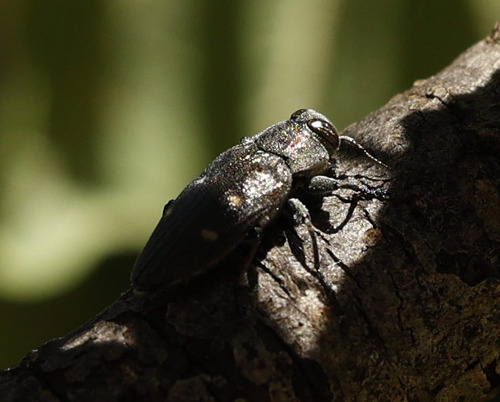 Gold Pit Oak Splendour Beetle