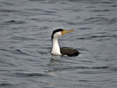 Phalacrocorax varius hypoleucos