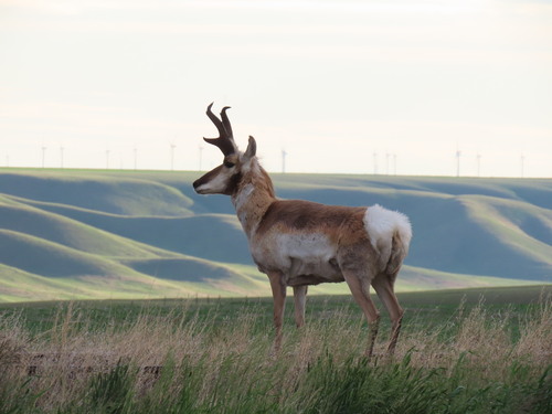 Pronghorn