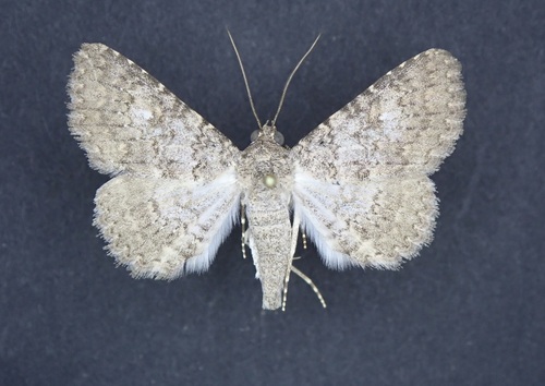 Matigramma emmilta photo 3