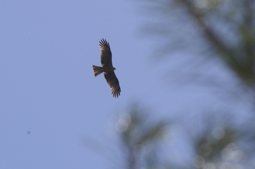 Black Kite