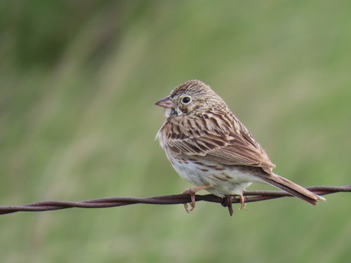Vesper Sparrow