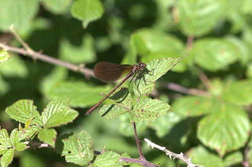 Copper Demoiselle