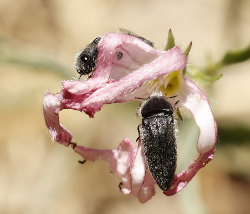 Acmaeodera cylindrica