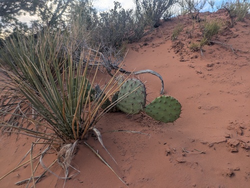 Black-spined Pricklypear