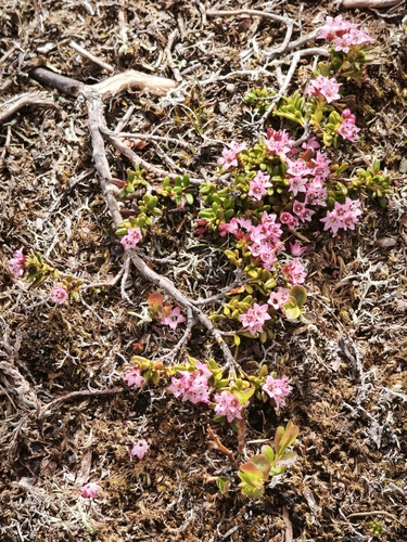 alpine azalea