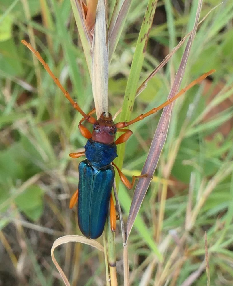 Jonthodina sculptilis