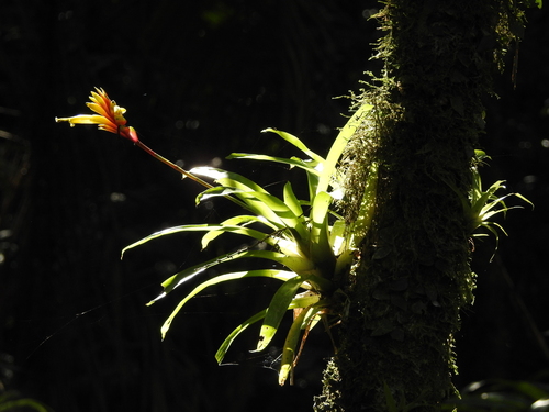 Vriesea carinata, photograph 4