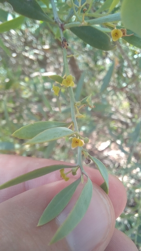 Osyris lanceolata, photograph 1