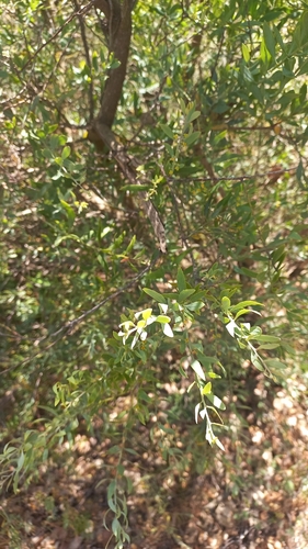 Osyris lanceolata, photograph 2