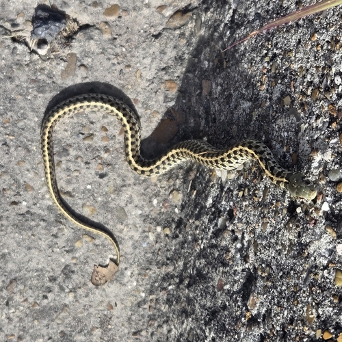Checkered Garter Snake
