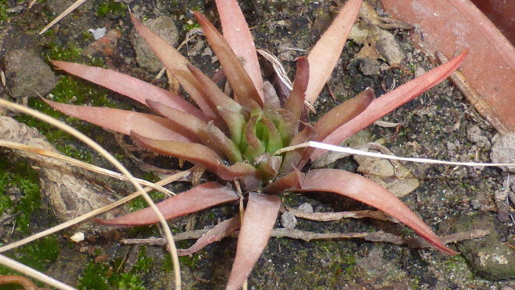 Haworthia monticola