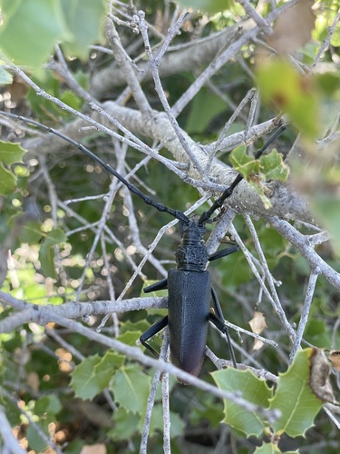 Great capricorn beetle