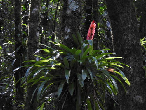 Vriesea incurvata, photograph 2