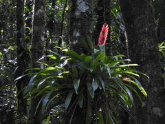 Vriesea incurvata, photograph (c) Fabrício Mil Homens Riella, some rights reserved (CC BY)