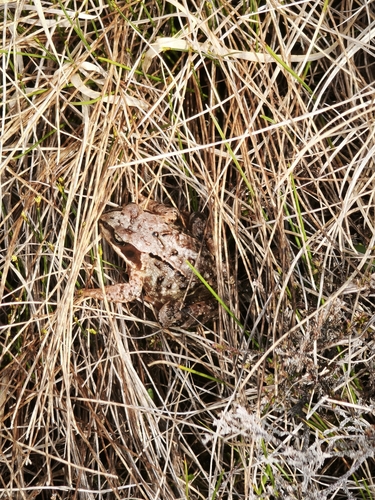 European Common Frog