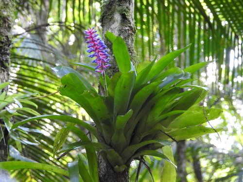 Aechmea gamosepala