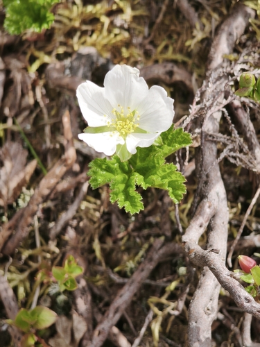 cloudberry