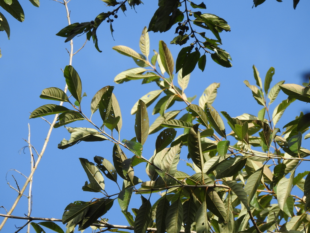 Citharexylum myrianthum; photograph (c) Fabrício Mil Homens Riella, some rights reserved (CC BY)