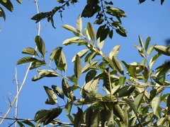 Citharexylum myrianthum