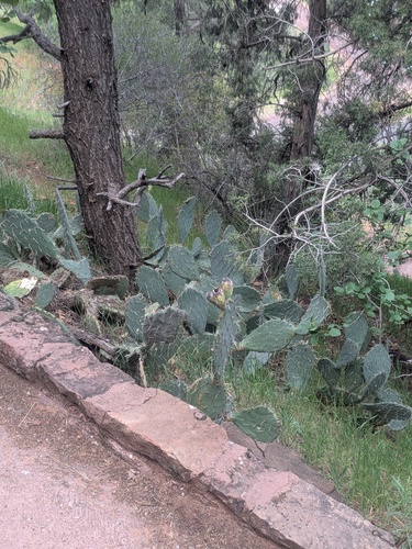 Engelmann's Pricklypear